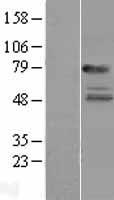 IL22RA1 Human Over-expression Lysates NM_021258