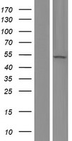 EVA1C Human Over-expression Lysates NM_058187