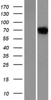 Netrin 4 (NTN4) Human Over-expression Lysates NM_021229