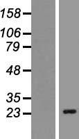 CACNG6 Human Over-expression Lysates NM_145815