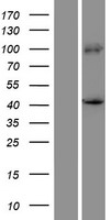 ls059335 prdm12 human over expression lysates nm 021619 wb testing 1