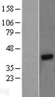 G protein beta 4 (GNB4) Human Over-expression Lysates NM_021629