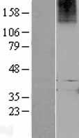 ls059350 lgr7 rxfp1 human over expression lysates nm 021634 wb testing 1