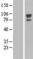 ls060312 afap afap1 human over expression lysates nm 198595 wb testing 2