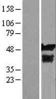 ls060314 myg1 human over expression lysates nm 021640 wb testing 1