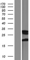 ls060343 fam3a human over expression lysates nm 001171133 wb testing 2