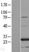 ls060343 fam3a human over expression lysates nm 021806 wb testing 1