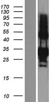EDA2R Human Over-expression Lysates NM_021783