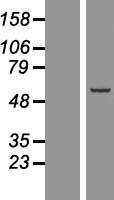 Sec8 (EXOC4) Human Over-expression Lysates NM_001037126