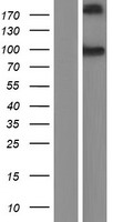 Cadherin like 26 (CDH26) Human Over-expression Lysates NM_177980