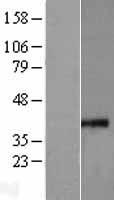 ls060488 mrps35 human over expression lysates nm 021821 wb testing 2