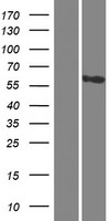 ls060494 ccdc81 human over expression lysates nm 021827 wb testing 1