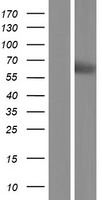 ls060495 hpse2 human over expression lysates nm 001166244 wb testing 2