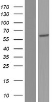 ls060495 hpse2 human over expression lysates nm 001166245 wb testing 3