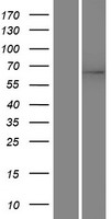 ls060495 hpse2 human over expression lysates nm 021828 wb testing 1