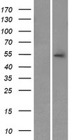 NYX Human Over-expression Lysates NM_022567