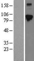 ls060528 elac2 human over expression lysates nm 018127 wb testing 1
