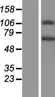 Translation factor GUF1