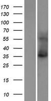 ls060598 kcnk15 human over expression lysates nm 022358 wb testing 1