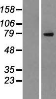 ls060625 dhx35 human over expression lysates nm 021931 wb testing 2