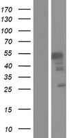ls060677 brunol6 celf6 human over expression lysates nm 001172684 wb testing 1