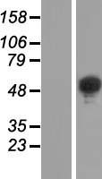 ls060677 brunol6 celf6 human over expression lysates nm 052840 wb testing 2