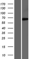 ls060678 eefsec human over expression lysates nm 021937 wb testing 1