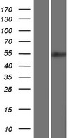 BRUNOL5 (CELF5) Human Over-expression Lysates NM_021938