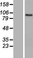 Brevican (BCAN) Human Over-expression Lysates NM_021948