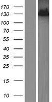 ls063891 rnf123 human over expression lysates nm 022064 wb testing 1