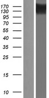 ls063893 e2 230k ube2o human over expression lysates nm 022066 wb testing 1