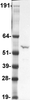 SH2D4A Human Over-expression Lysates NM_022071