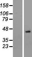 NSUN3 Human Over-expression Lysates NM_022072