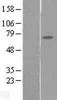 ls063901 fam111a human over expression lysates nm 022074 wb testing 1