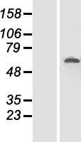ls063901 fam111a human over expression lysates nm 198847 wb testing 2