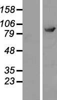 ELMO2 Human Over-expression Lysates NM_133171