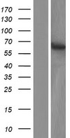 ls063920 c5orf54 zbed8 human over expression lysates nm 022090 wb testing 1