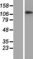 CHTF18 Human Over-expression Lysates NM_022092