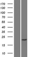CHP2 Human Over-expression Lysates NM_022097