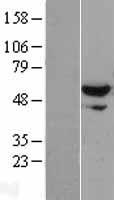 XPNPEP3 Human Over-expression Lysates NM_022098