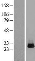 CXorf56 Human Over-expression Lysates NM_022101