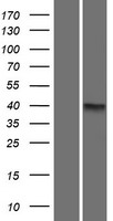 ls063933 ccdc90a mcur1 human over expression lysates nm 001031713 wb testing 1