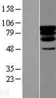 ls063935 pcif1 human over expression lysates nm 022104 wb testing 1