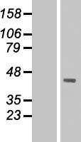 ls063946 dmrtc2 human over expression lysates nm 001040283 wb testing 1
