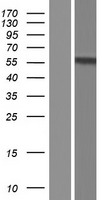 ls063950 dmrta2 human over expression lysates nm 032110 wb testing 1