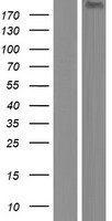 KIF13A Human Over-expression Lysates NM_022113