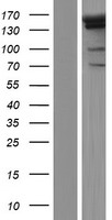PRDM16 Human Over-expression Lysates NM_022114