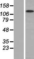 ls064005 myosin 1g myo1g human over expression lysates nm 033054 wb testing 1
