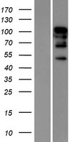 RBM26 Human Over-expression Lysates NM_022118