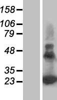 ls064065 perp human over expression lysates nm 022121 wb testing 1